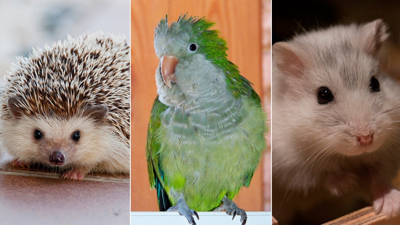 Estos son los animales ilegales como mascota incluidos en la nueva Ley
