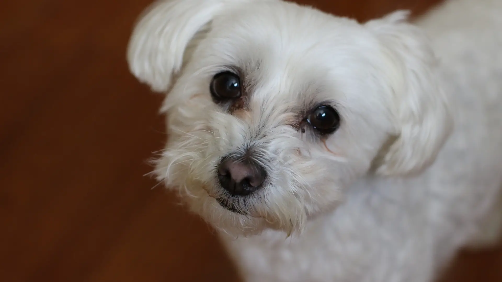 Imagen de archivo de un perro bich&oacute;n malt&eacute;s