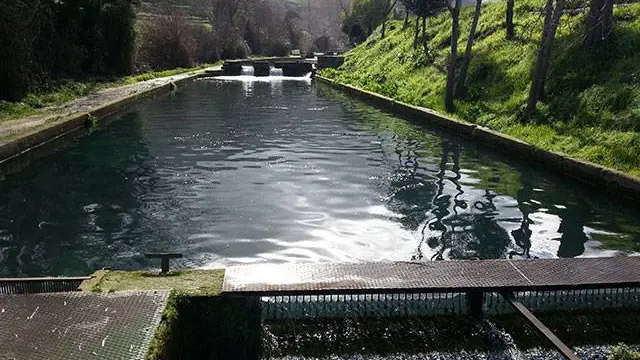 La acuicultura: el suministro de pescado sostenible, local y a buen precio