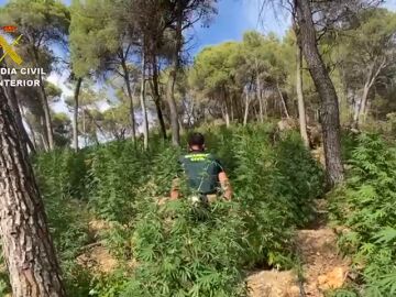 El 'modus operandi' de una red que cultivaba marihuana en el Pirineo