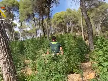 Foto de archivo de una plantación de marihuana Foto de archivo de una plantación de marihuana