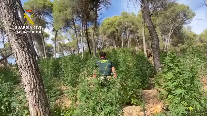 Foto de archivo de una plantación de marihuana La Guardia Civil detiene a 10 personas por cultivar más de 44 toneladas de marihuana