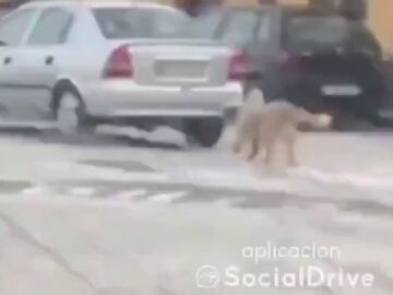 VÍDEO: Un hombre circula con un perro atado al coche en Castejón, Navarra