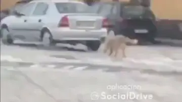 VÍDEO: Un hombre circula con un perro atado al coche en Castejón, Navarra