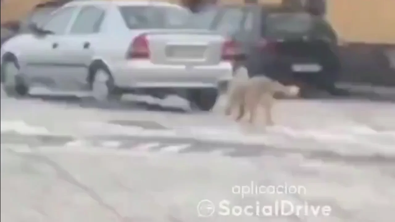 V&Iacute;DEO: Un hombre circula con un perro atado al coche en Castej&oacute;n, Navarra