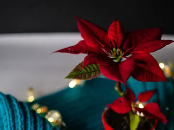 Flor de pascua Flor de pascua