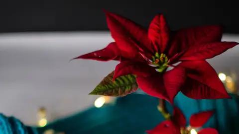 Flor de pascua Flor de pascua