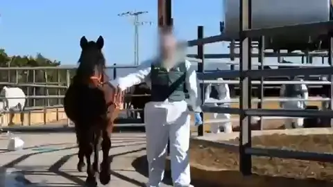 Desarticulada una organización criminal que introducía en el mercado carne equina no apta para el consumo humano Desarticulada una organización criminal que introducía en el mercado carne equina no apta para el consumo humano