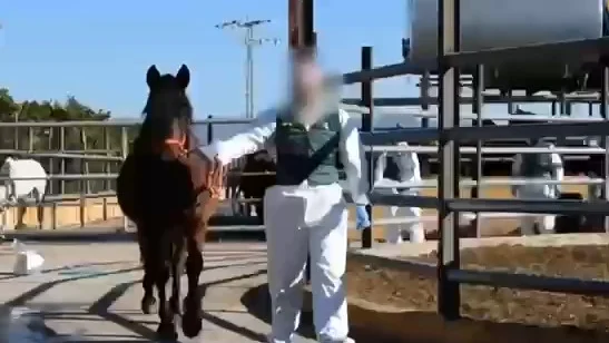 Desarticulada una organización criminal que introducía en el mercado carne equina no apta para el consumo humano Desarticulada una organización criminal que introducía en el mercado carne equina no apta para el consumo humano