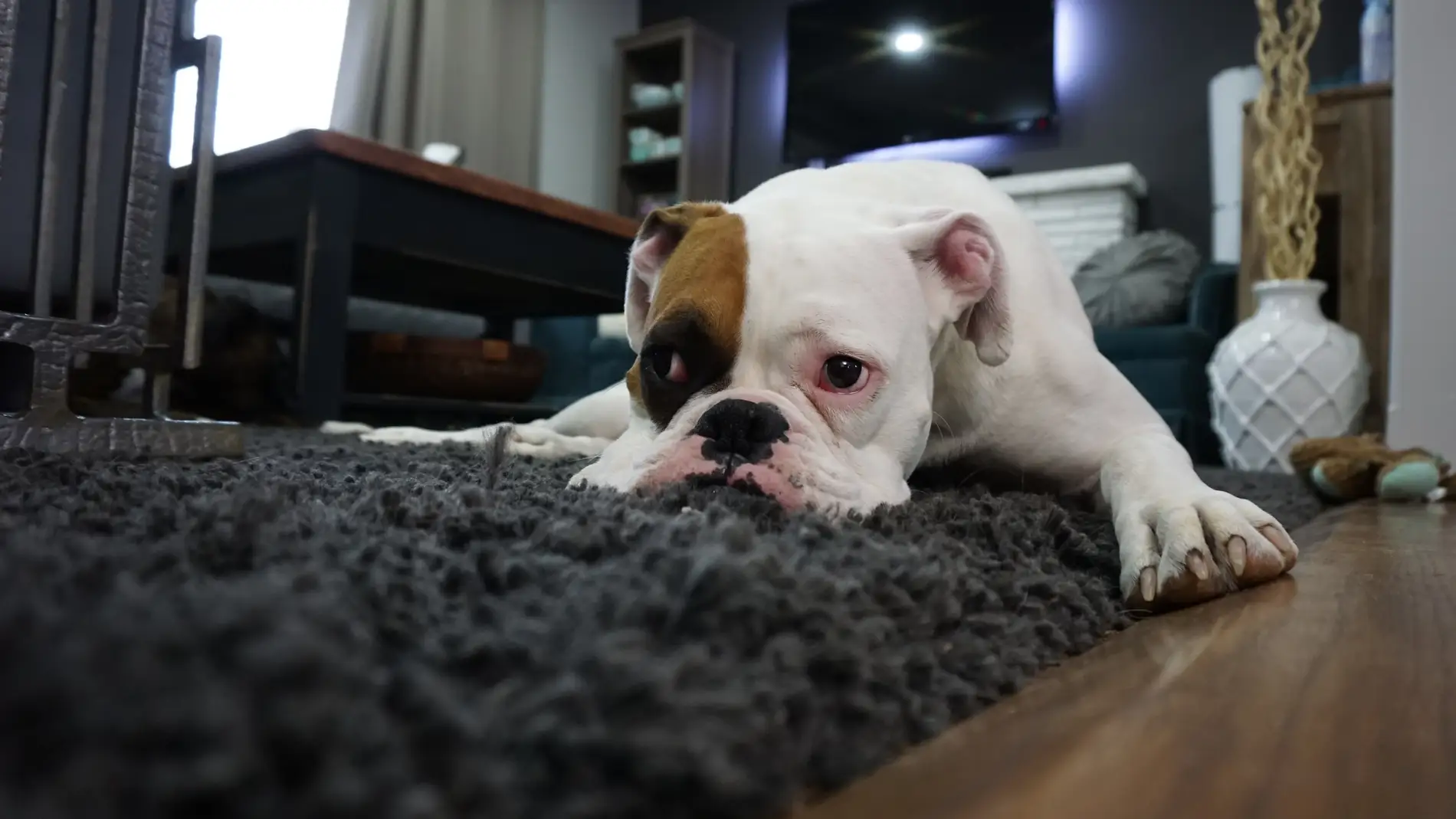 Un perro tumbado en el comedor de su casa.