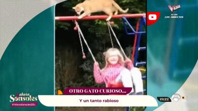 Vídeos de impacto: los gatos pueden ser muy inteligentes... ¡Y nuestros peores enemigos!