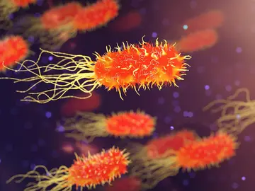 Bacterias Bacterias