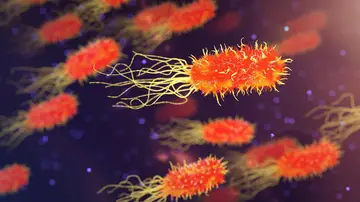 Bacterias Bacterias