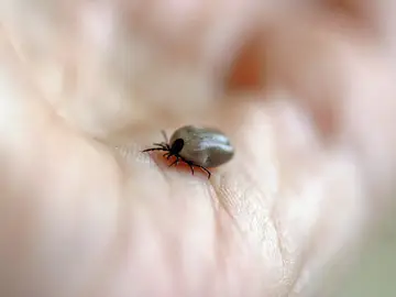 Garrapata Garrapata