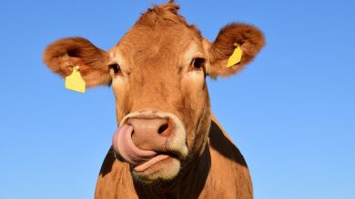 Una vaca desenfrenada siembra el caos en las calles y la Policía le da muerte en Lisboa