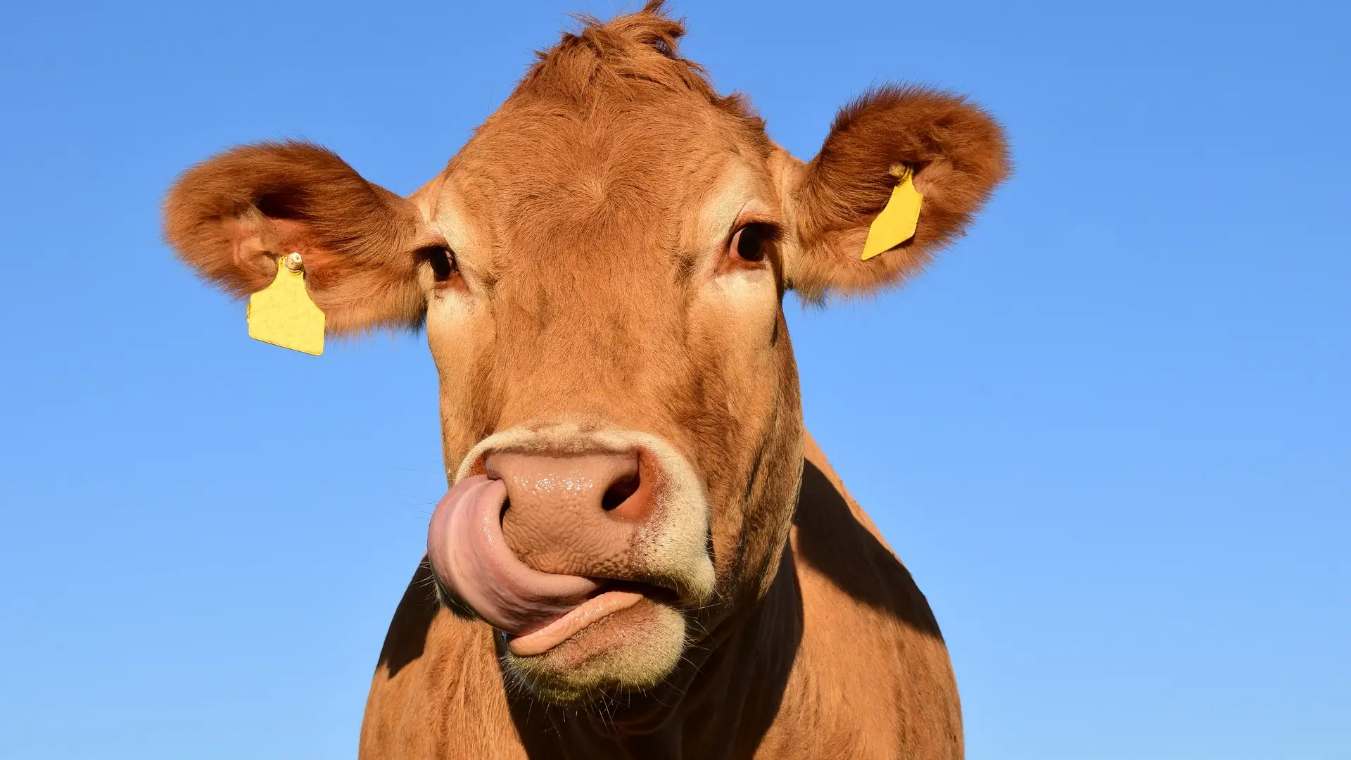 Imagen de una vaca