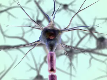 Neurona Neurona