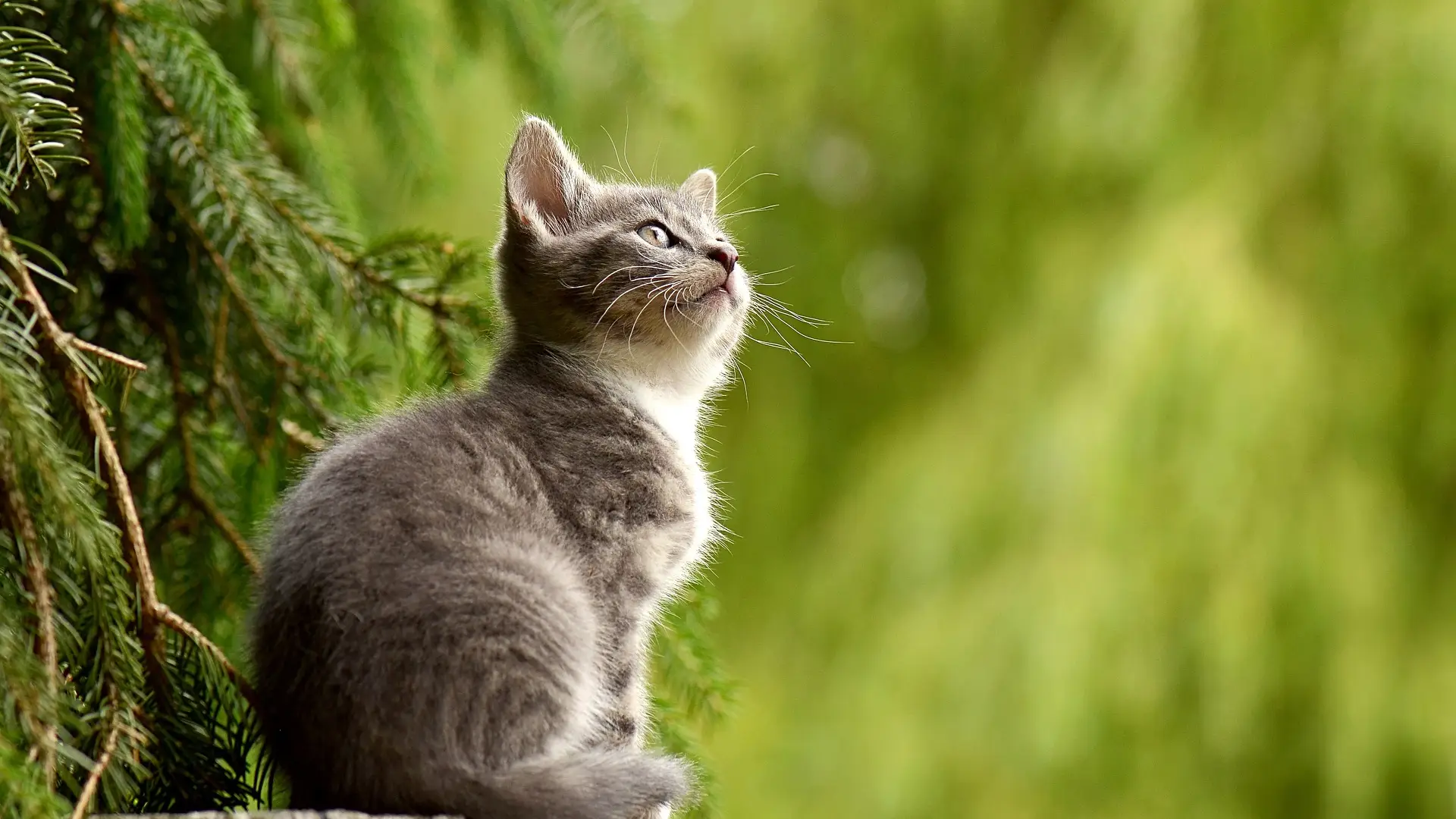 Mini, la gata que estuvo perdida 10 años en Nueva York volverá a reencontrase con sus dueños en España Mini, la gata que estuvo perdida 10 años en Nueva York volverá a reencontrase con sus dueños en España