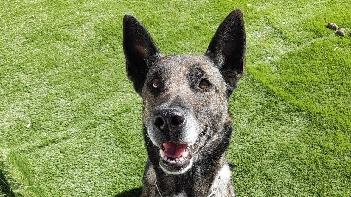 Iris, la perra policía Iris, la perra policía