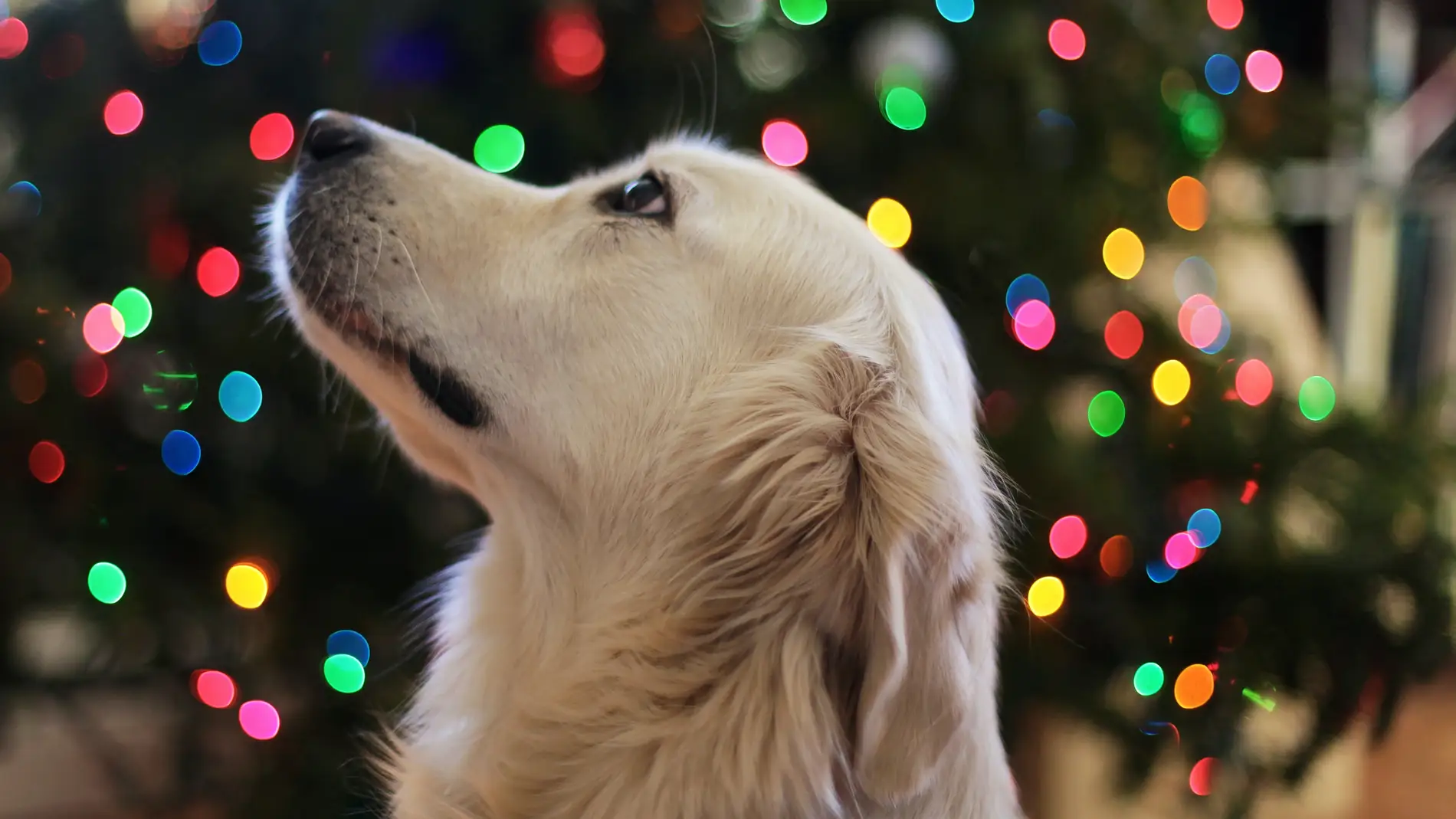 Un perro frente a un árbol de Navidad