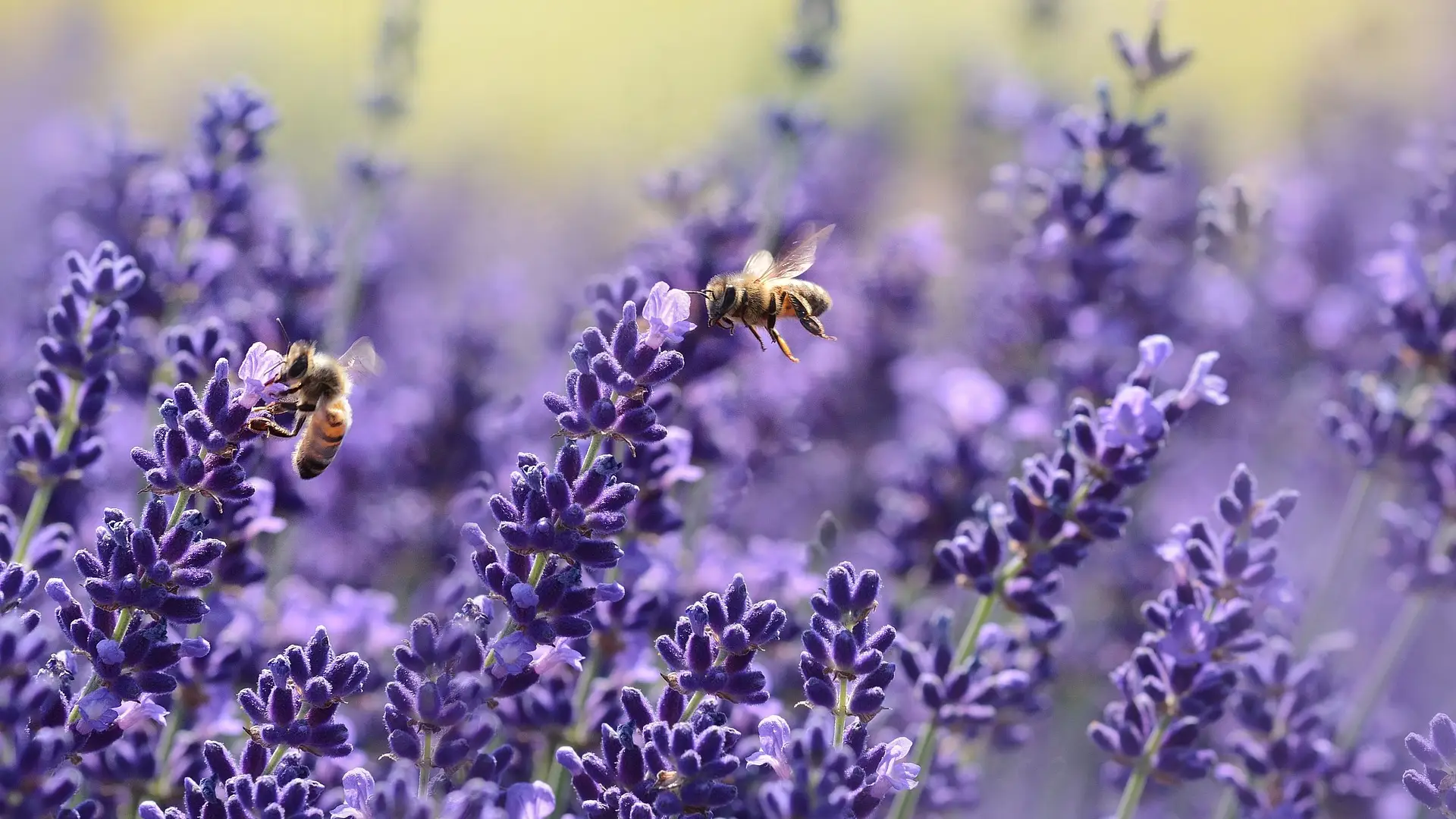 Abejas en peligro Abejas en peligro