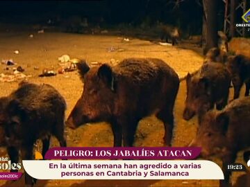 ¡Mucho cuidado! Aumentan los ataques de jabalíes en España y se convierten en una amenaza