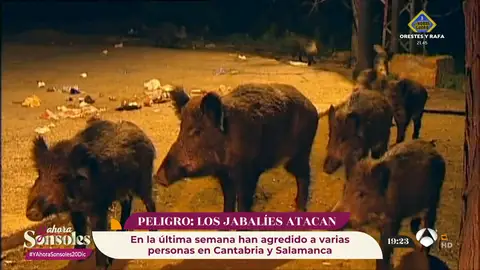 ¡Mucho cuidado! Aumentan los ataques de jabalíes en España y se convierten en una amenaza ¡Mucho cuidado! Aumentan los ataques de jabalíes en España y se convierten en una amenaza