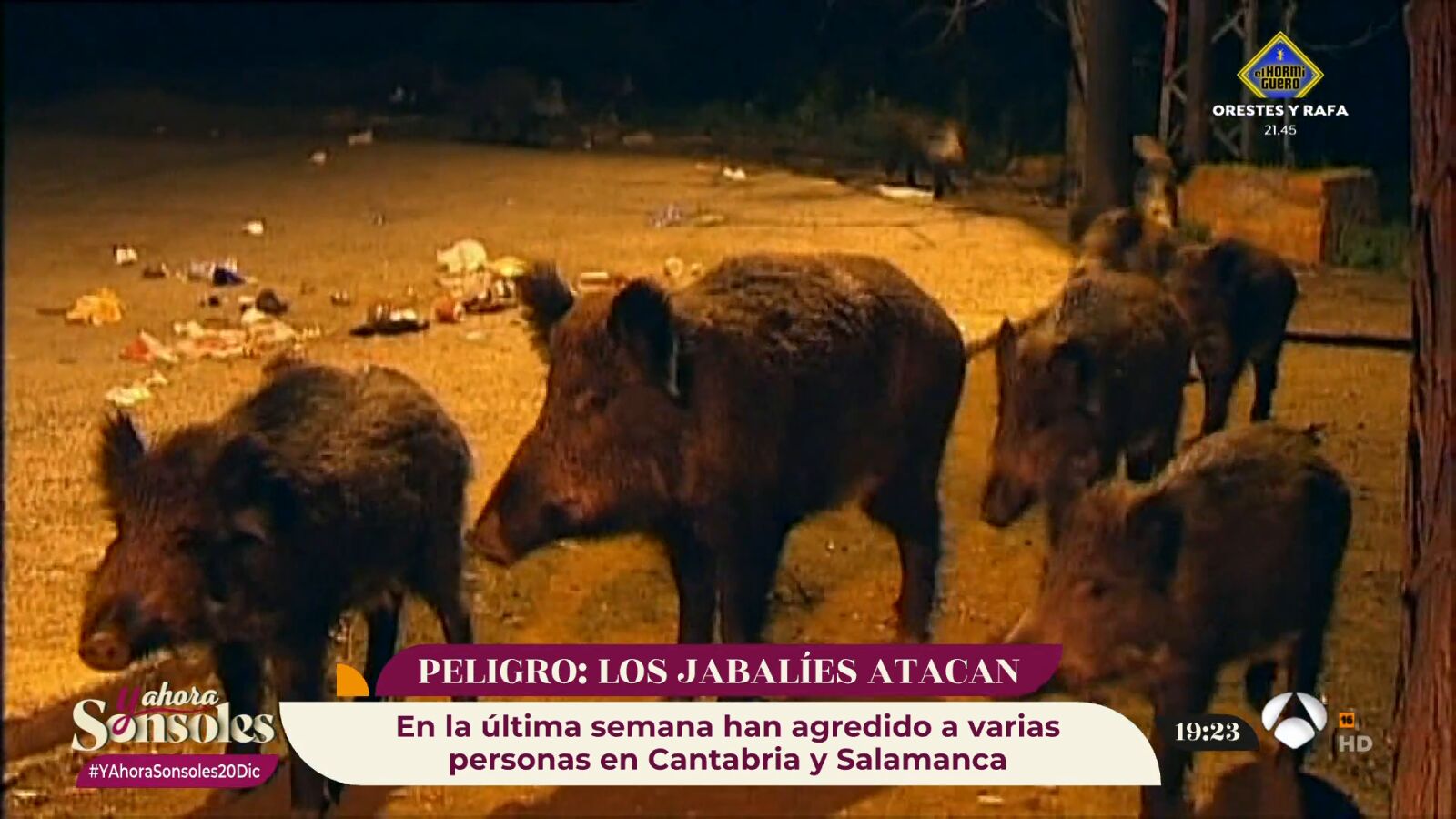 ¡Mucho cuidado! Aumentan los ataques de jabalíes en España y se convierten en una amenaza