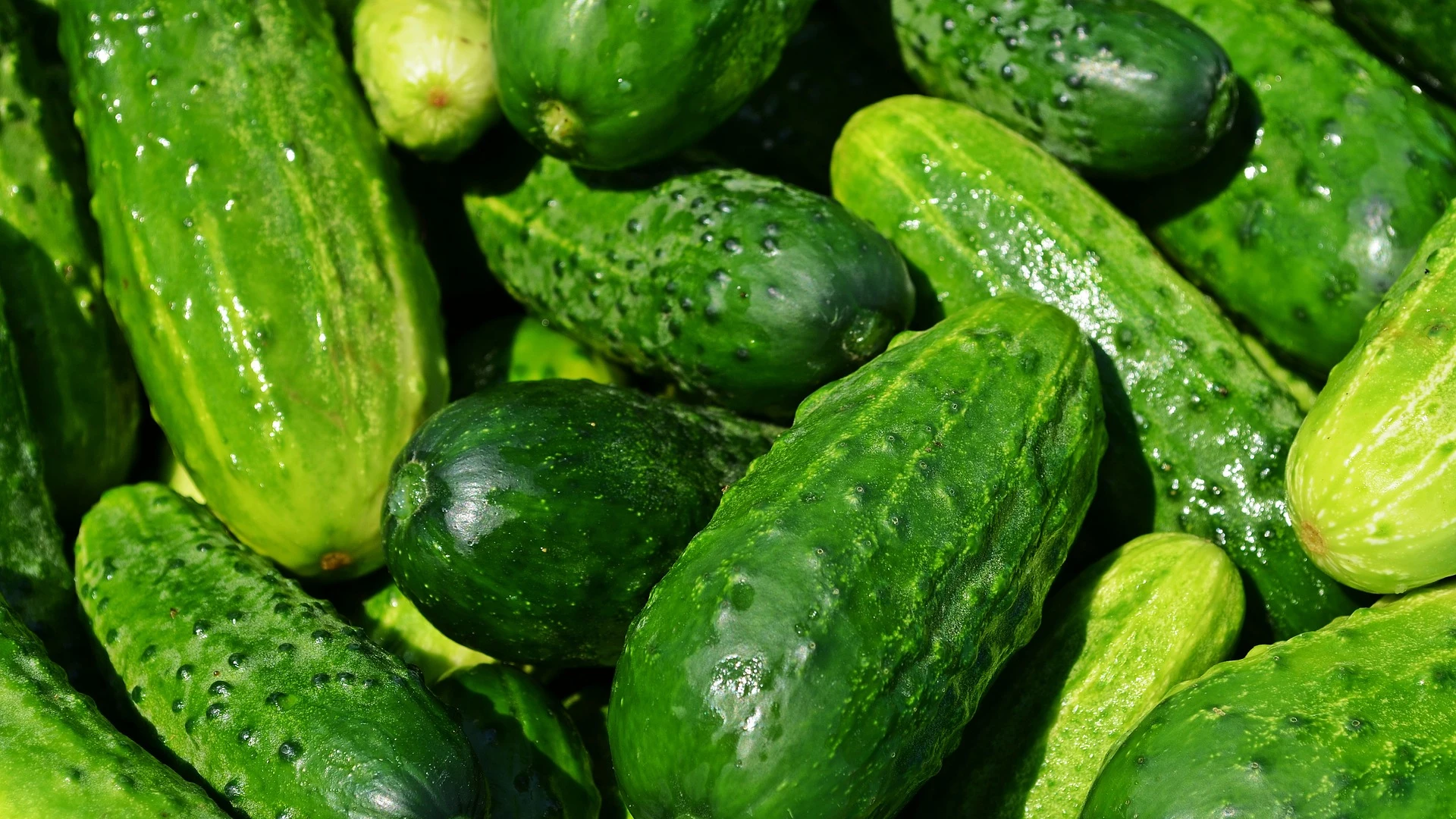 Pepinos Pepinos