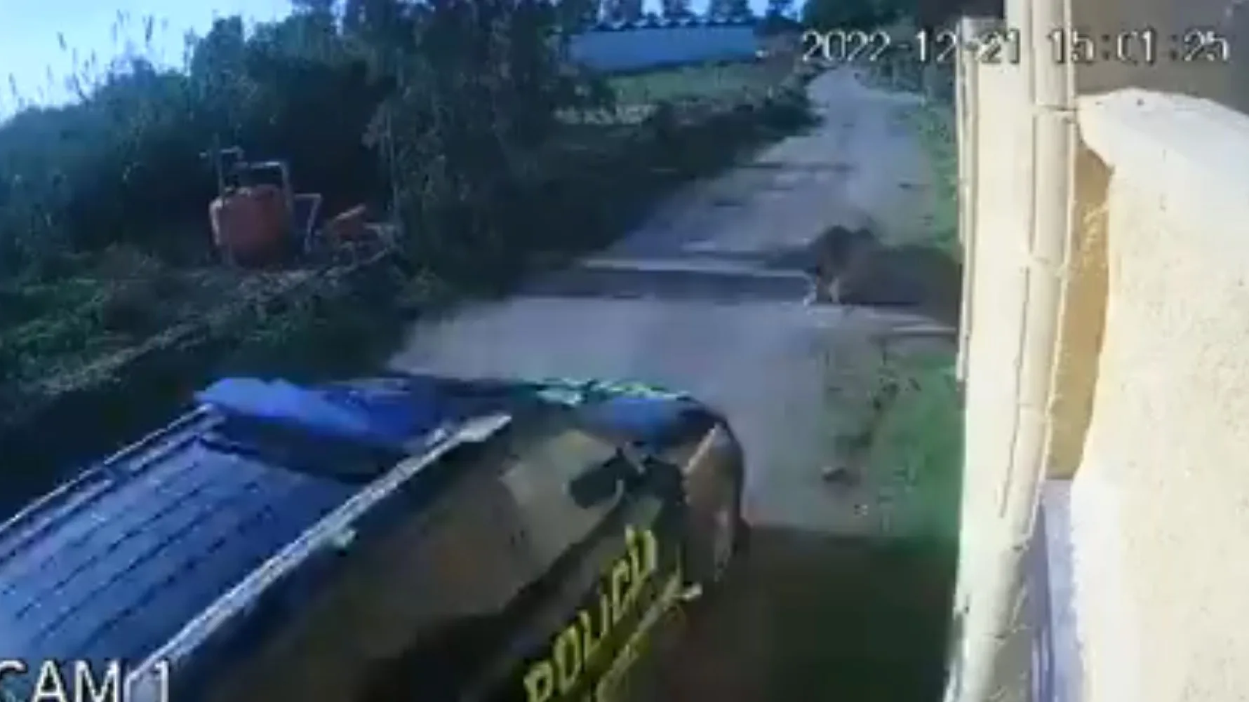 El momento en que el coche atropella a la perrita