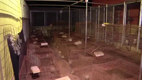 Roban gallos valorados en 36.000 euros Roban gallos valorados en 36.000 euros