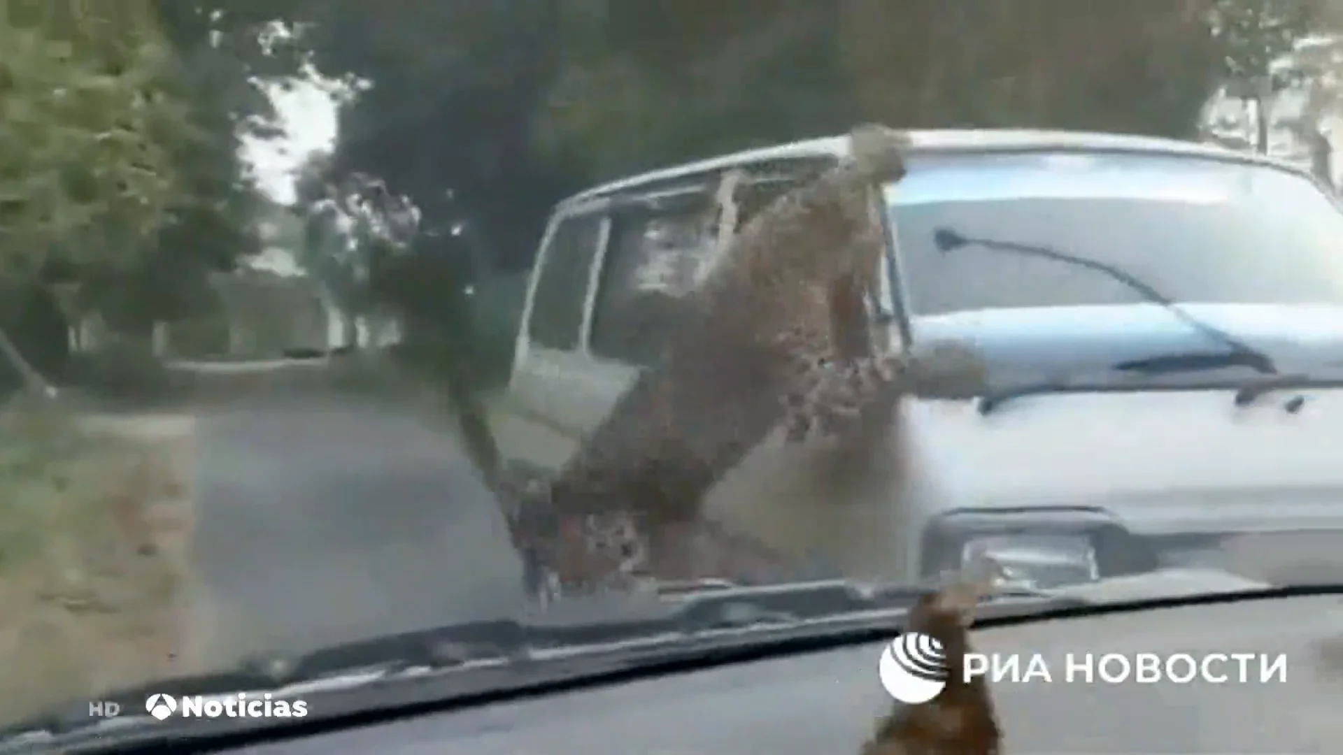 Un leopardo siembra el terror en India