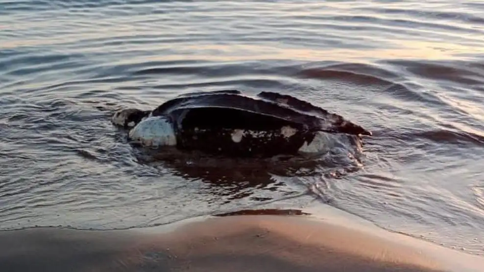 Tortuga laúd muerta en Castellón Tortuga laúd muerta en Castellón