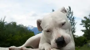 Imagen de un dogo argentino Imagen de un dogo argentino