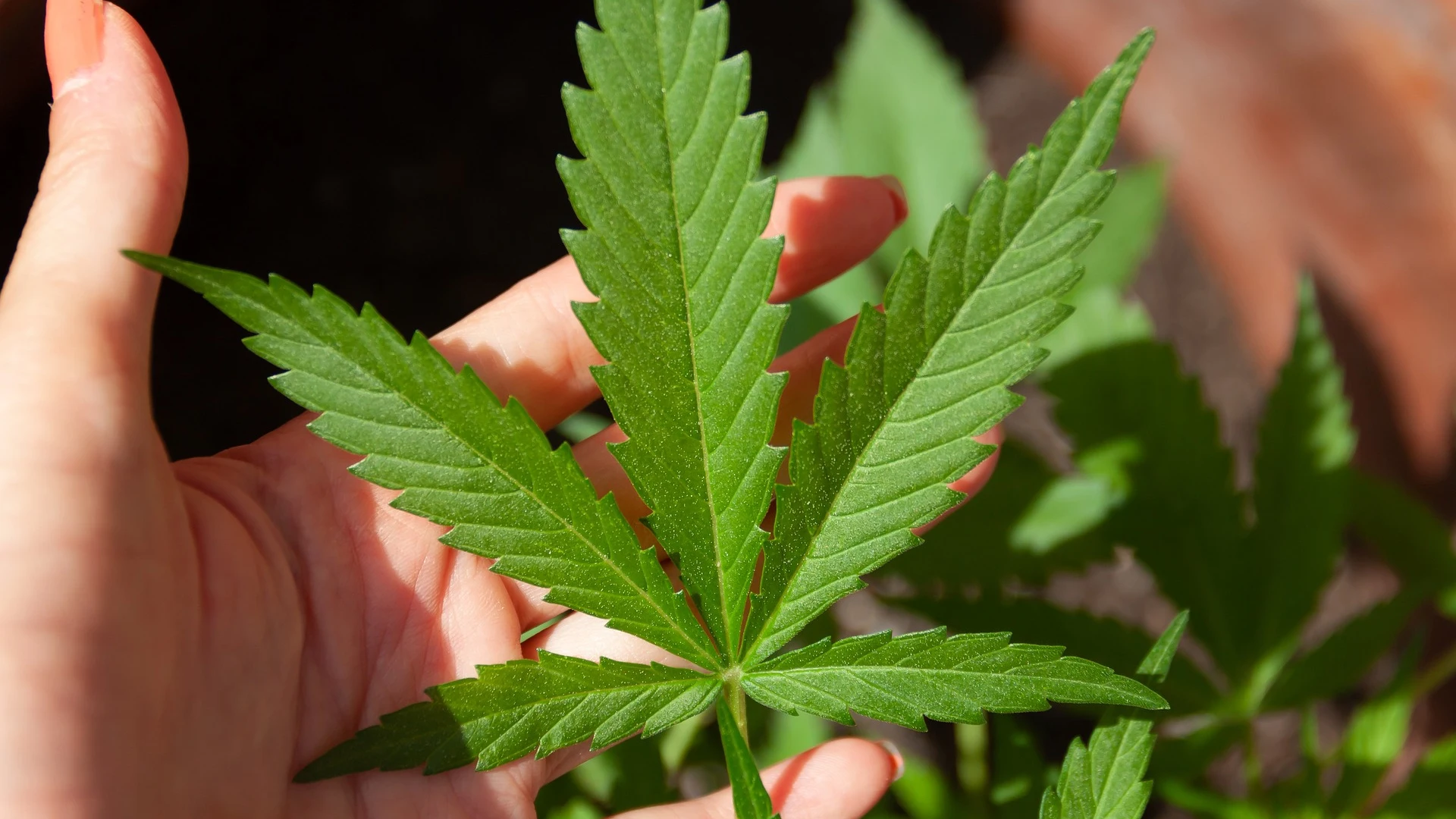 Hoja de marihuana Hoja de marihuana