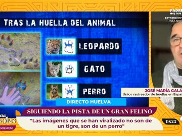 La búsqueda del felino en Los Barrios sigue adelante: "Descarto por completo que sea del género pantera"