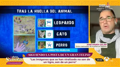 La búsqueda del felino en Los Barrios sigue adelante: "Descarto por completo que sea del género pantera"