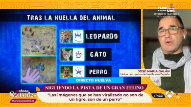 La búsqueda del felino sigue adelante: 