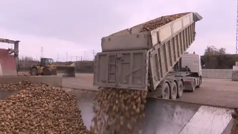 Producción de azúcar Producción de azúcar