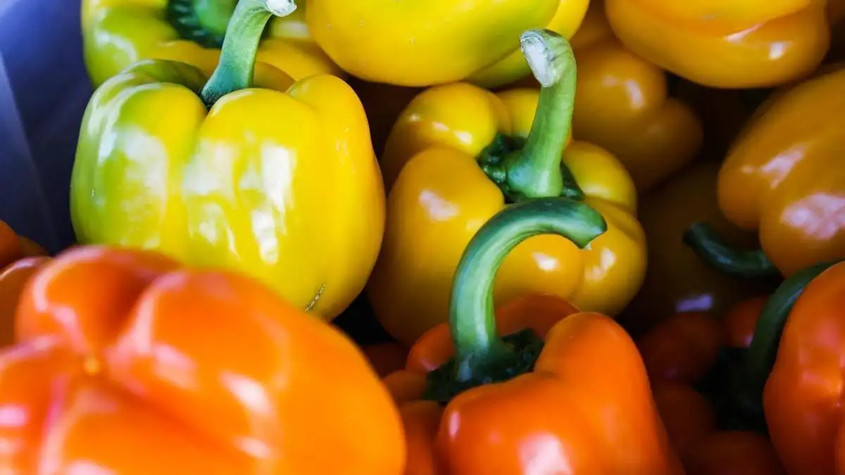 El pimiento morrón español prohibido en EEUU El pimiento morrón español prohibido en EEUU