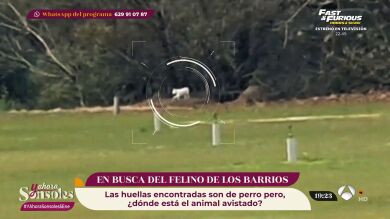 El gran felino de Los Barrios sigue suelto y no es la primera vez que ocurre algo así en España