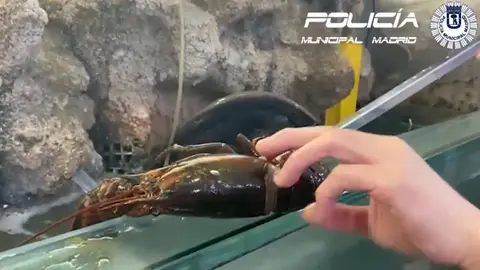 Operación Nemo Operación Nemo