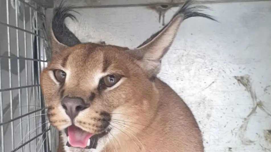El felino atrapado en Marbella