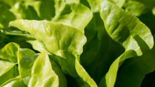 Hojas de lechuga
