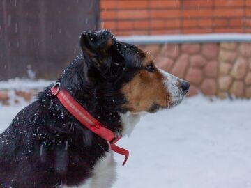Un perro en la calle en un día de nieve