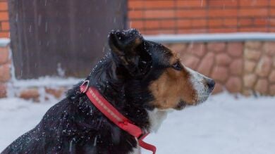 ¿Es necesario pasear a mi perro cada día en invierno aunque haga mucho frío?
