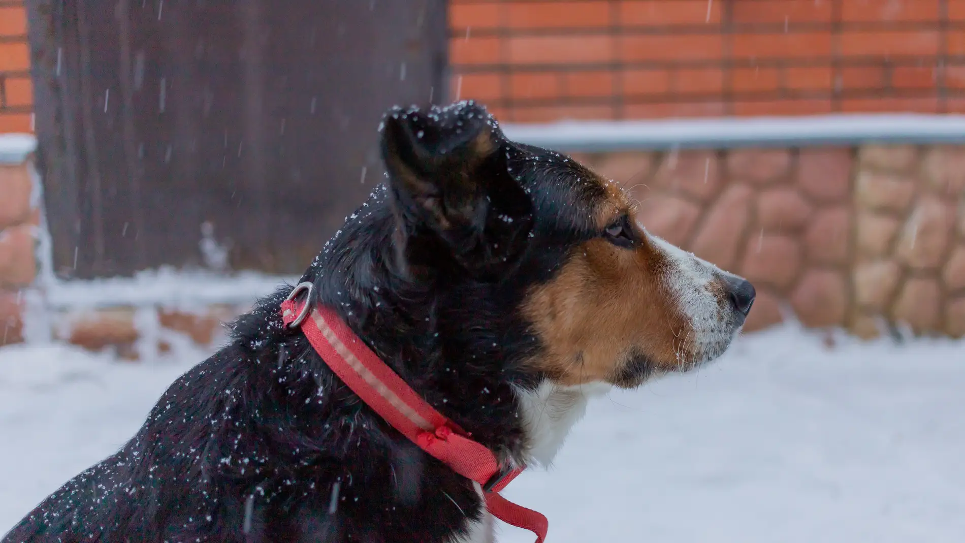 Un perro en la calle en un día de nieve