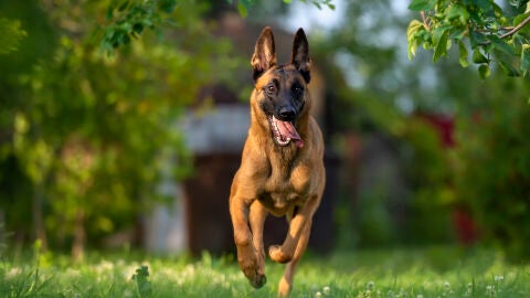 Pastor belga malinois