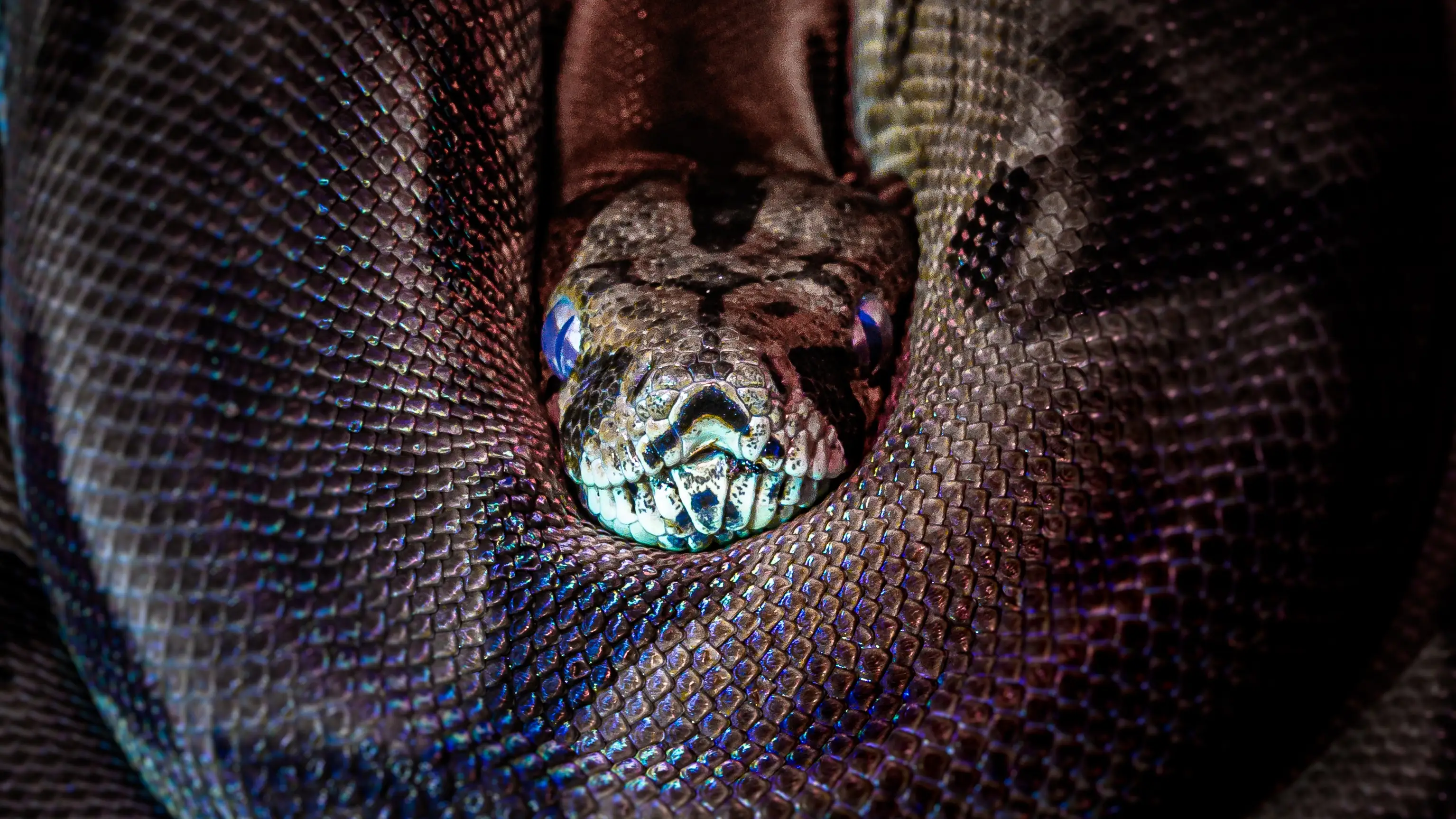 Imagen de una boa constrictor