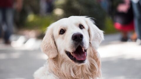 Golden retriever